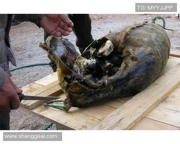 乒乓球传奇王秀英的生涯回顾与心路历程分享 乒乓球传奇王秀英的生涯回顾与心路历程分享